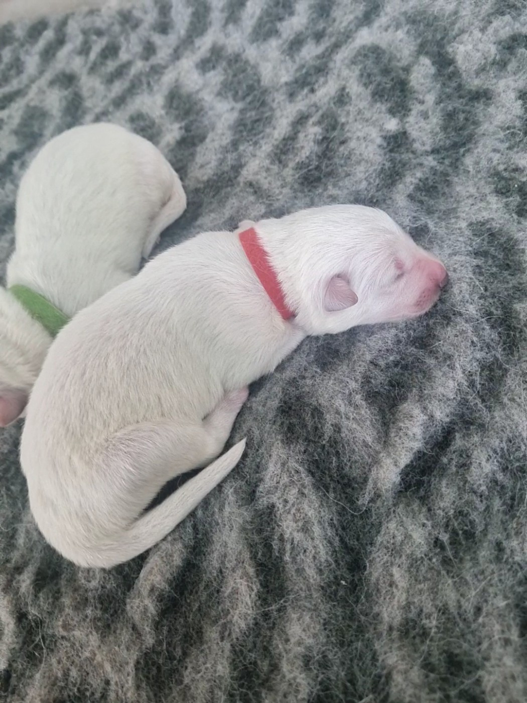 Des Rubis De L'Eternité - Chiots disponibles - Berger Blanc Suisse