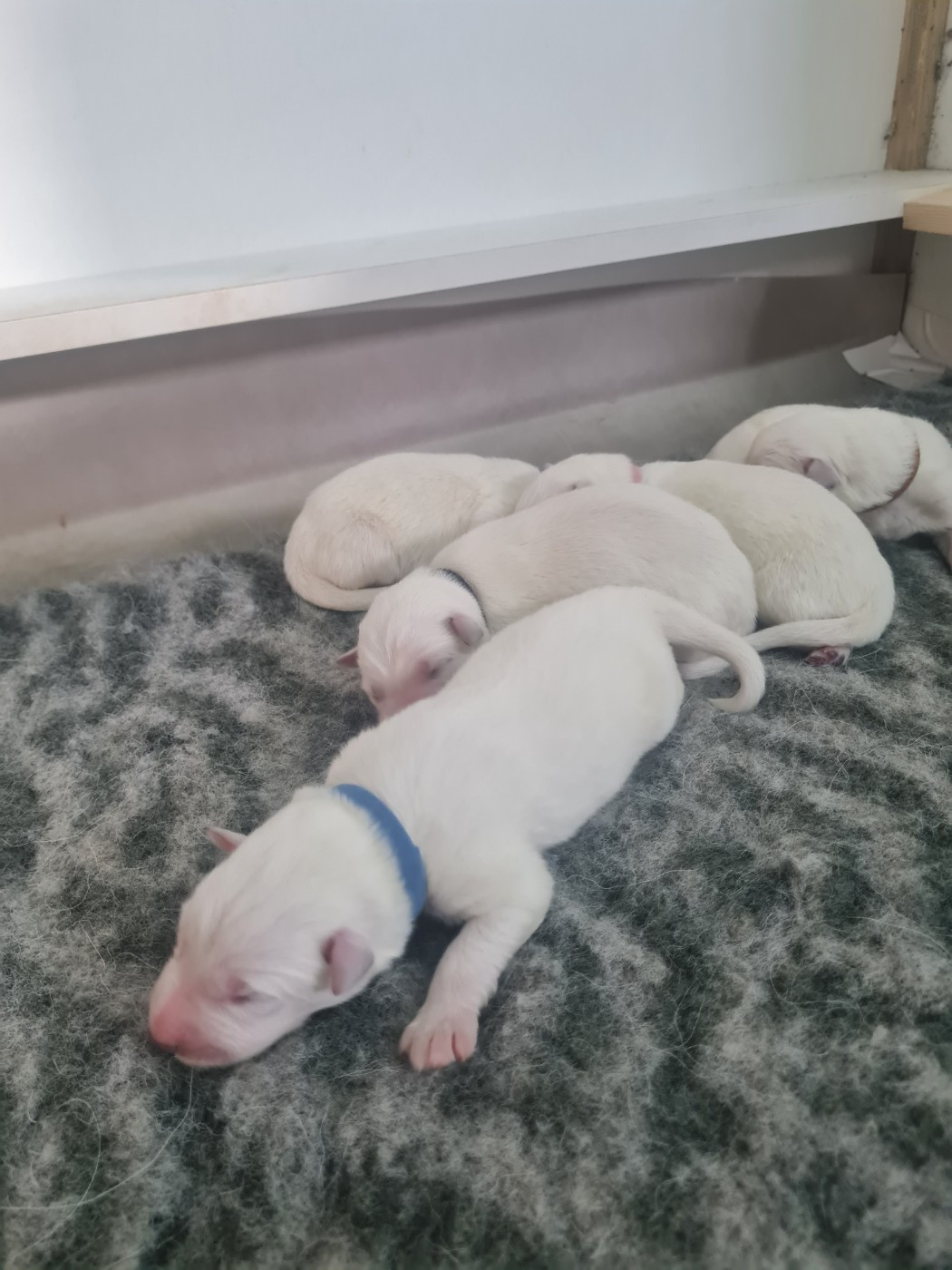Des Rubis De L'Eternité - Chiots disponibles - Berger Blanc Suisse