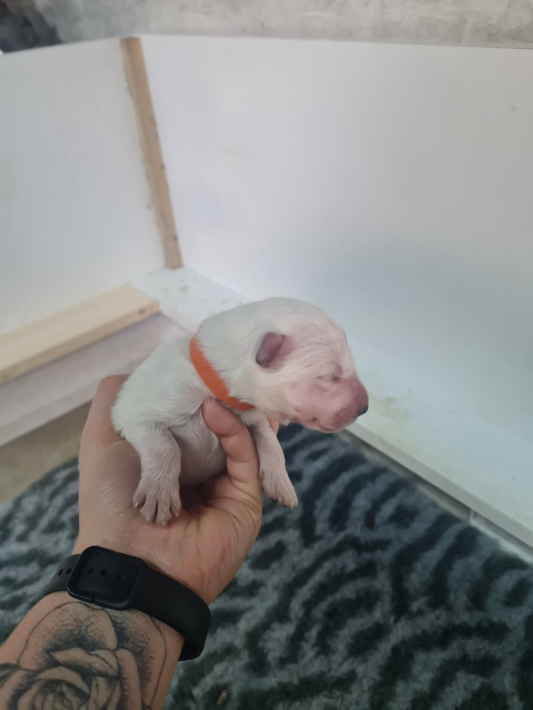 Des Rubis De L'Eternité - Chiots disponibles - Berger Blanc Suisse