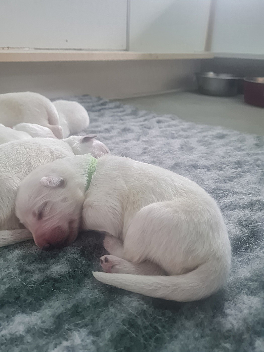 Des Rubis De L'Eternité - Chiots disponibles - Berger Blanc Suisse