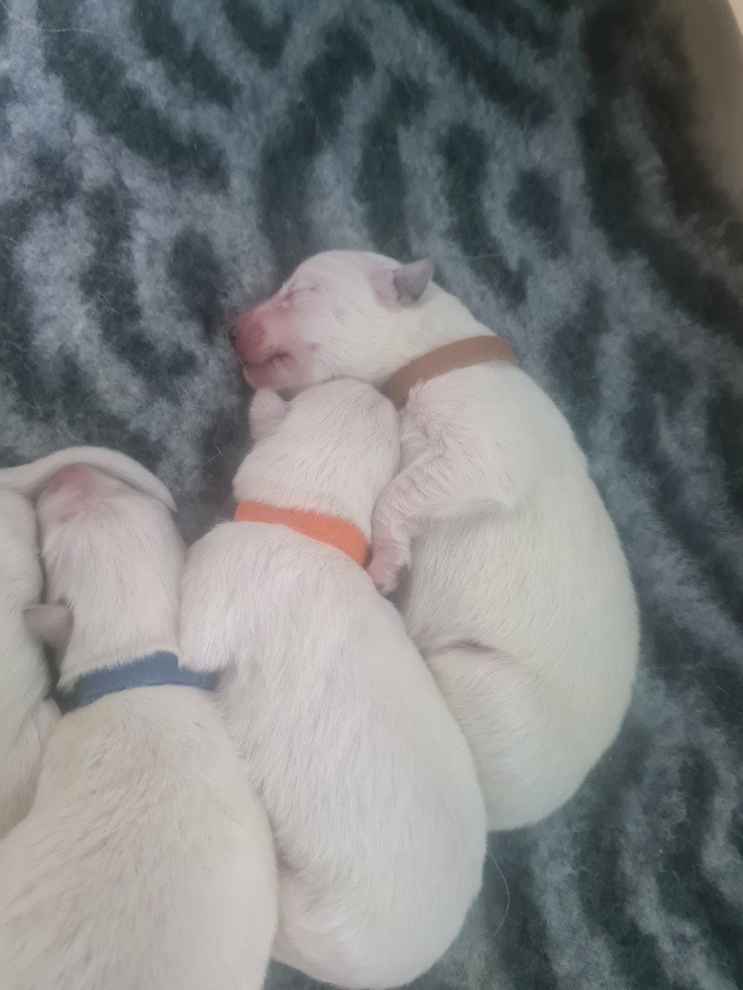 Des Rubis De L'Eternité - Chiots disponibles - Berger Blanc Suisse