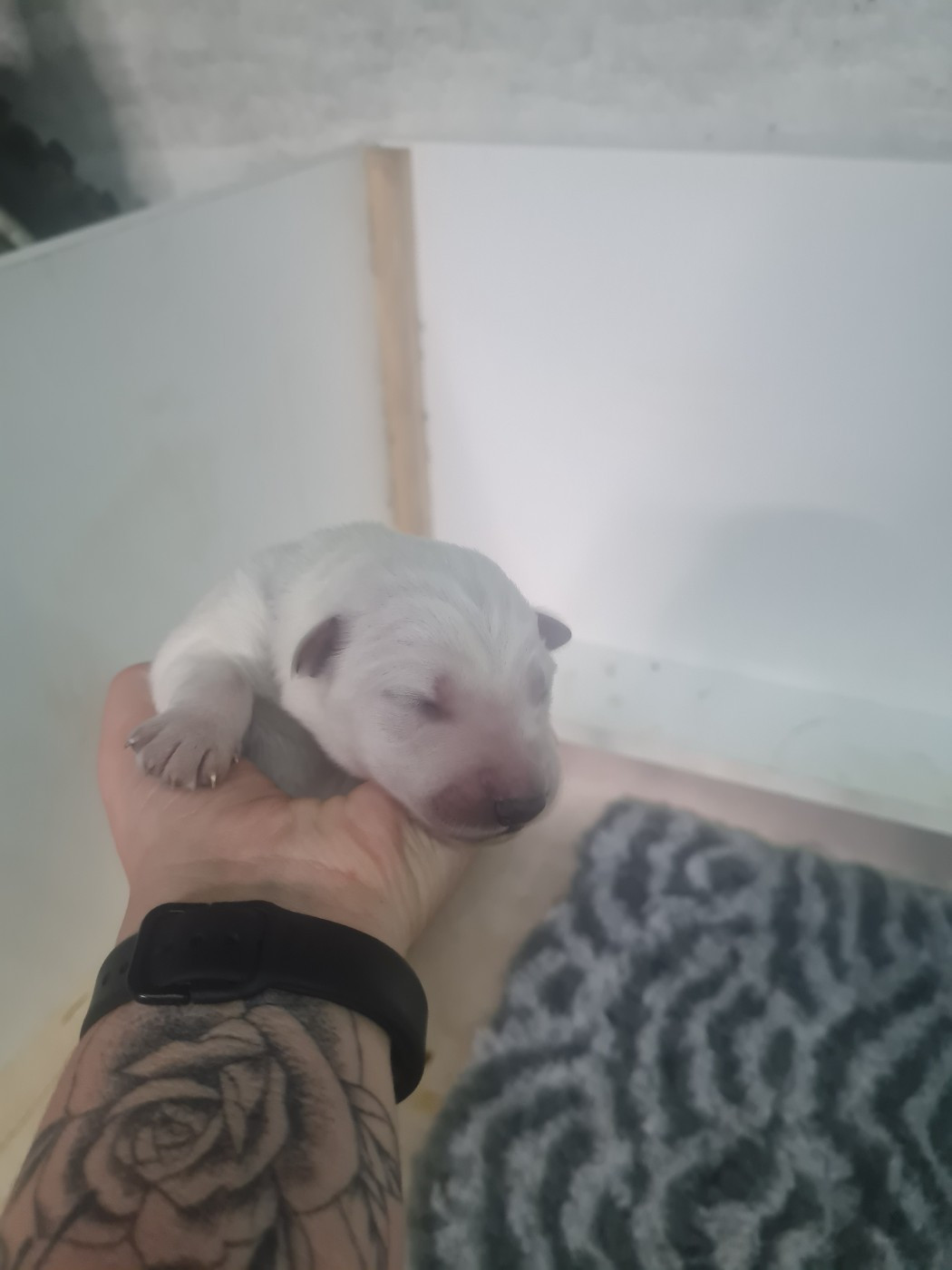 Des Rubis De L'Eternité - Chiots disponibles - Berger Blanc Suisse