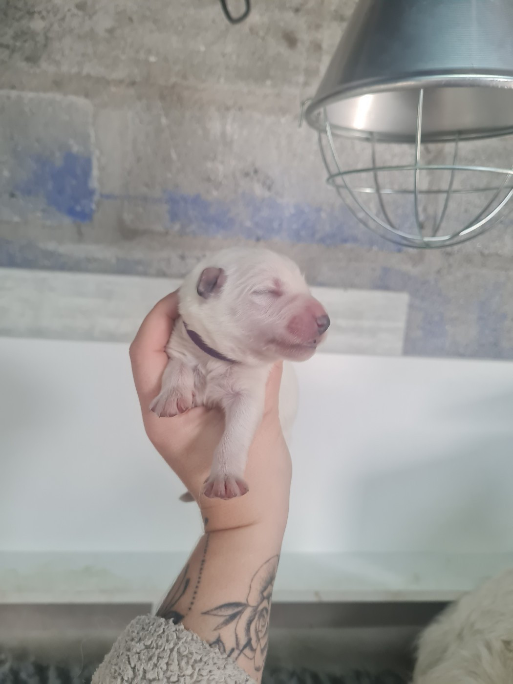 Des Rubis De L'Eternité - Chiots disponibles - Berger Blanc Suisse