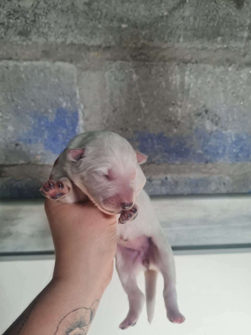 Des Rubis De L'Eternité - Chiots disponibles - Berger Blanc Suisse