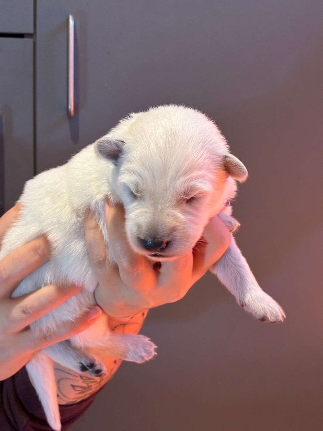 Des Rubis De L'Eternité - Chiots disponibles - Berger Blanc Suisse