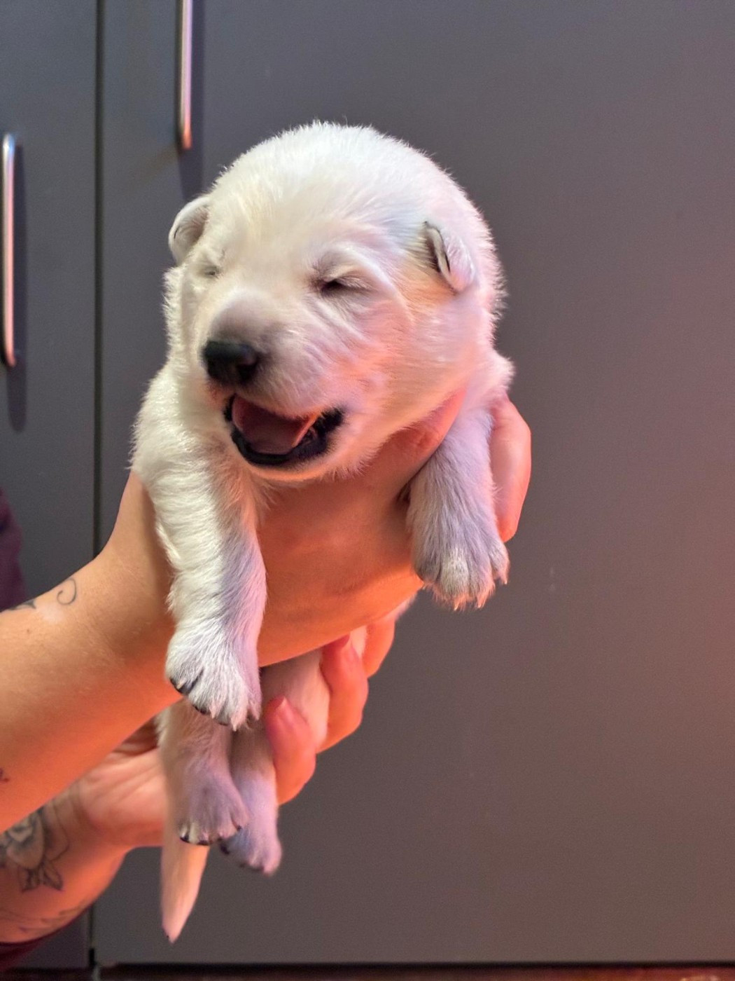 Des Rubis De L'Eternité - Chiots disponibles - Berger Blanc Suisse