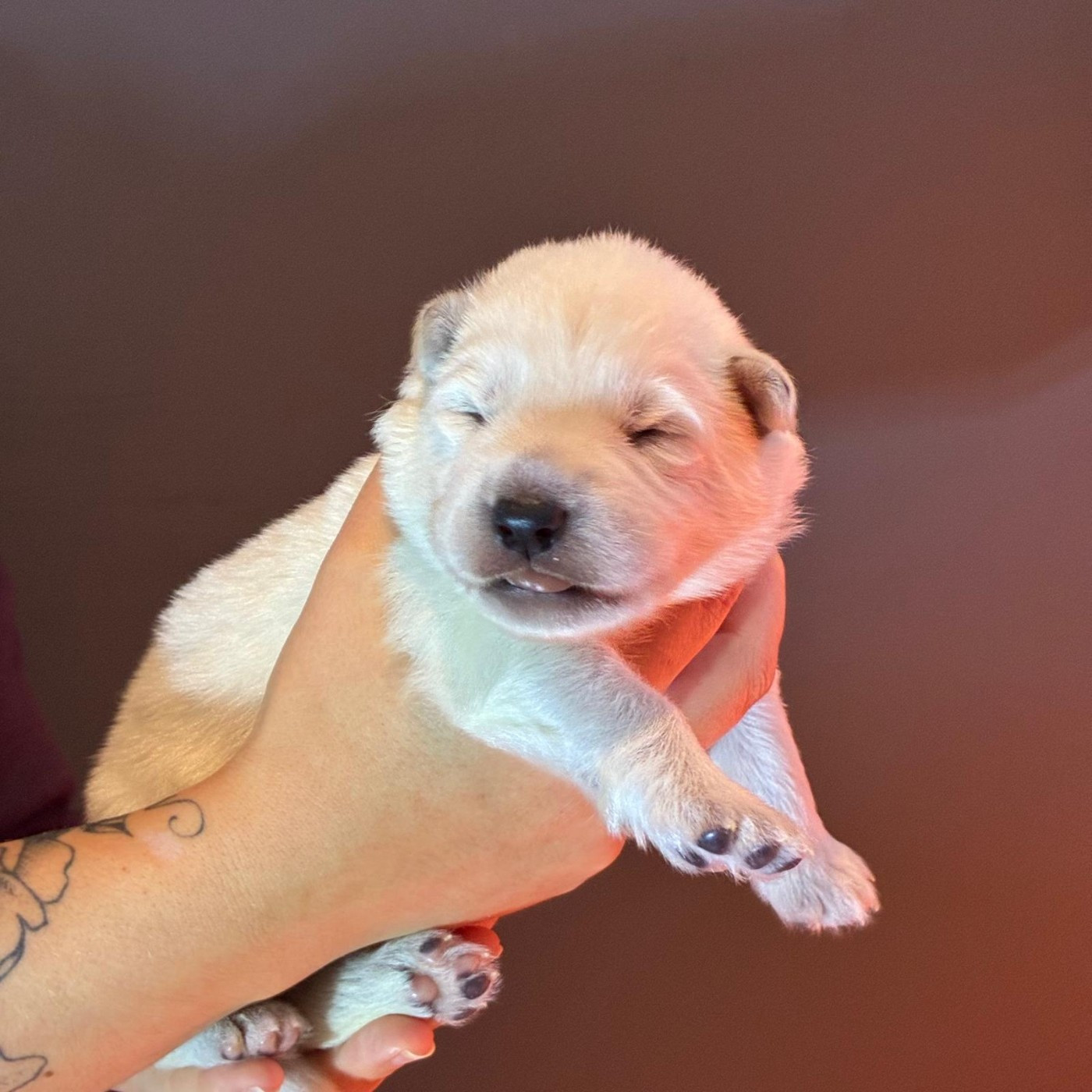 Des Rubis De L'Eternité - Chiots disponibles - Berger Blanc Suisse