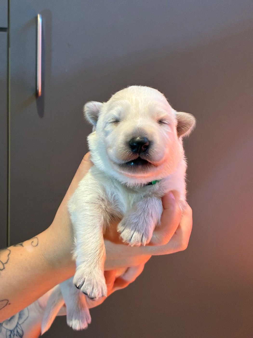 Des Rubis De L'Eternité - Chiots disponibles - Berger Blanc Suisse