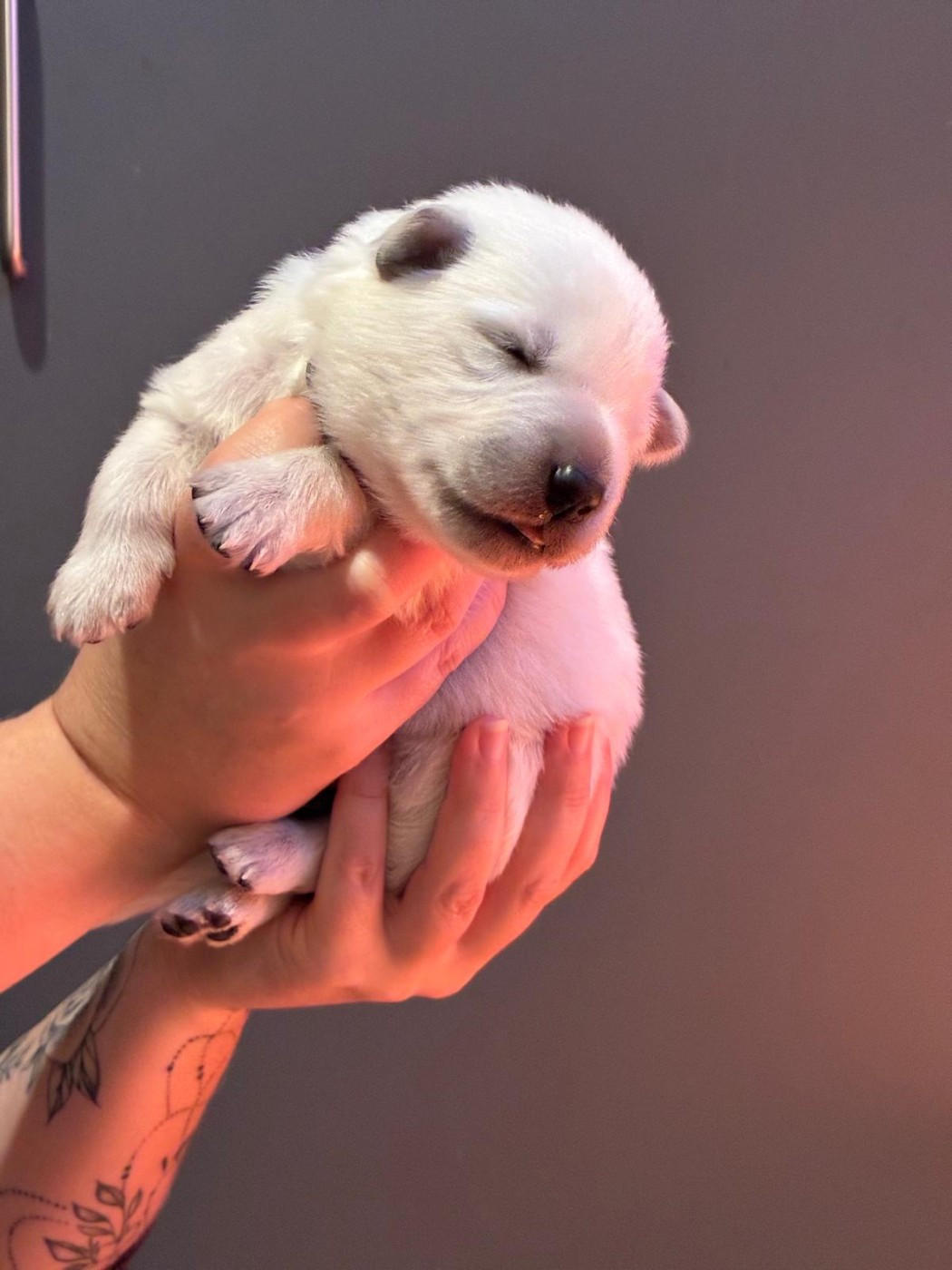 Des Rubis De L'Eternité - Chiots disponibles - Berger Blanc Suisse