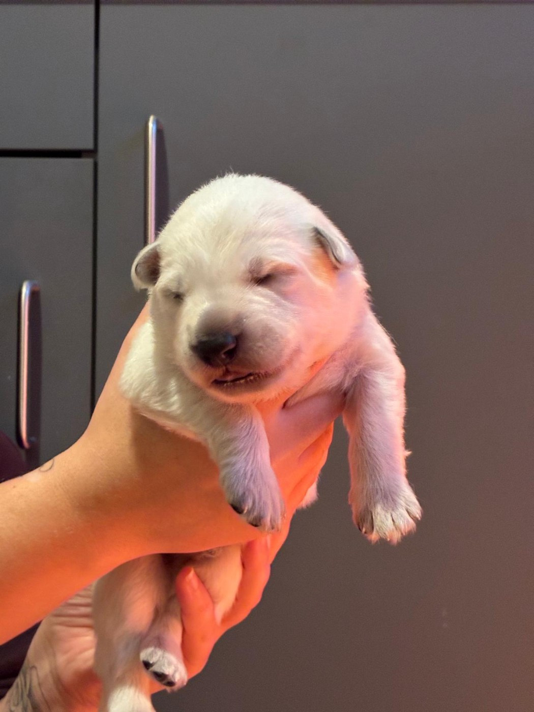 Des Rubis De L'Eternité - Chiots disponibles - Berger Blanc Suisse