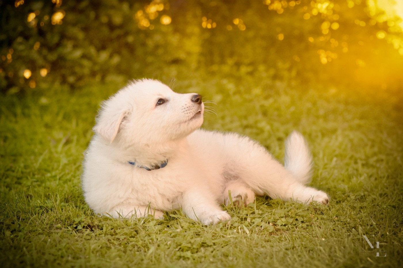 Des Rubis De L'Eternité - Chiots disponibles - Berger Blanc Suisse