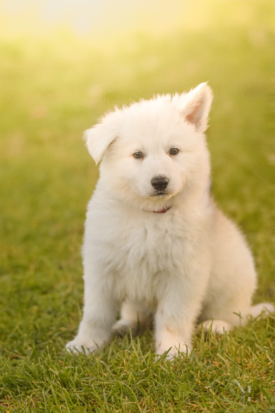 Des Rubis De L'Eternité - Chiots disponibles - Berger Blanc Suisse