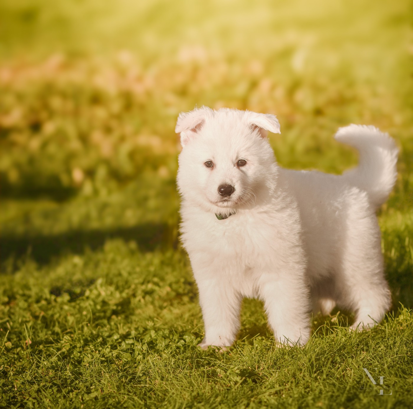 Des Rubis De L'Eternité - Chiots disponibles - Berger Blanc Suisse