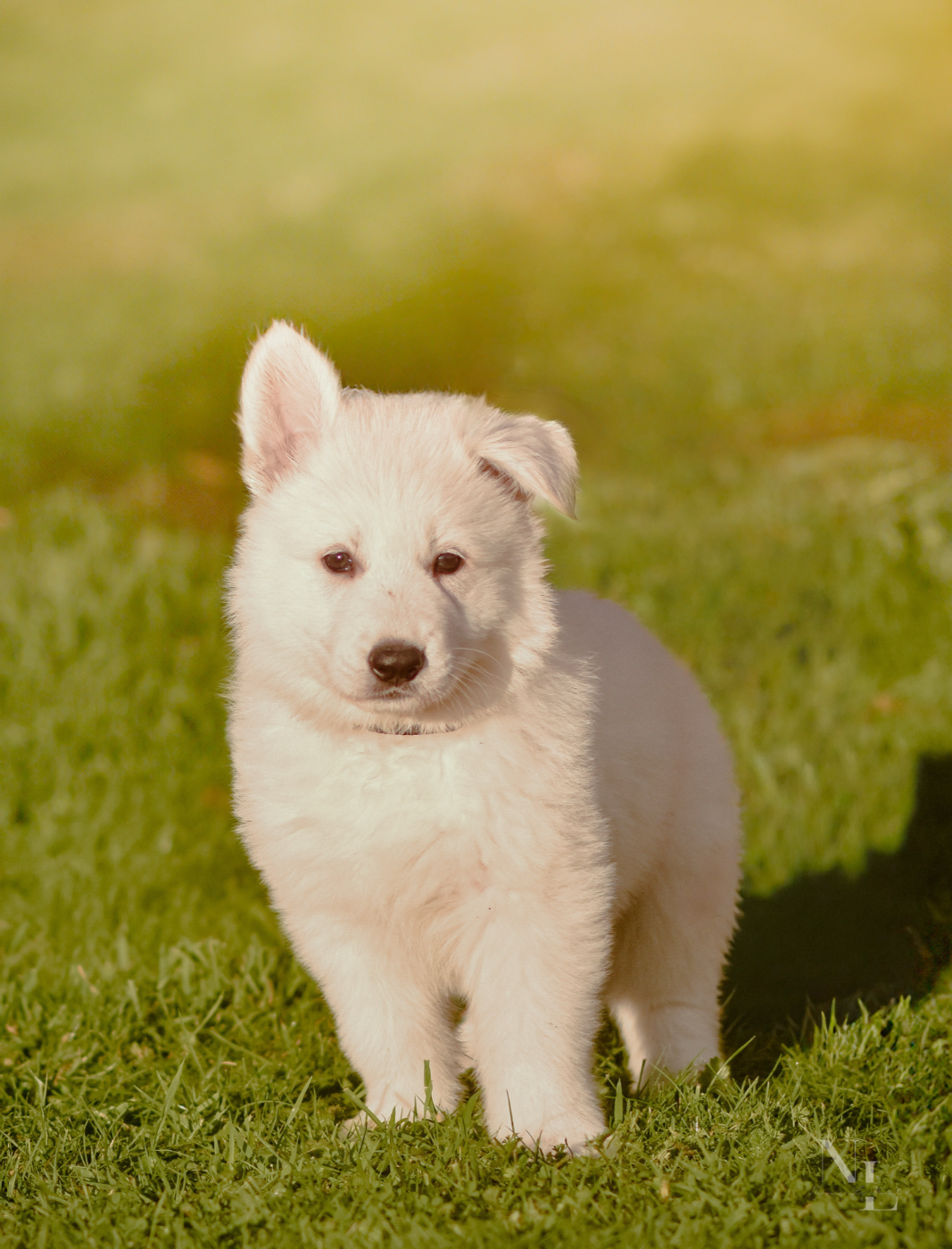 Des Rubis De L'Eternité - Chiots disponibles - Berger Blanc Suisse