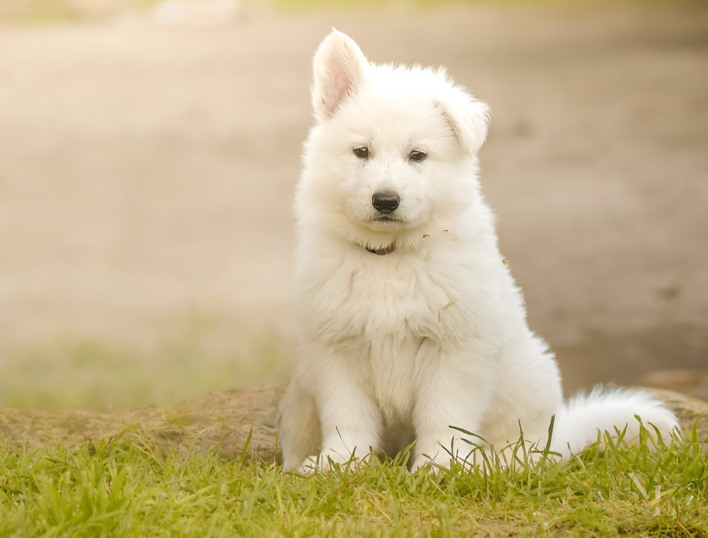 Des Rubis De L'Eternité - Chiots disponibles - Berger Blanc Suisse