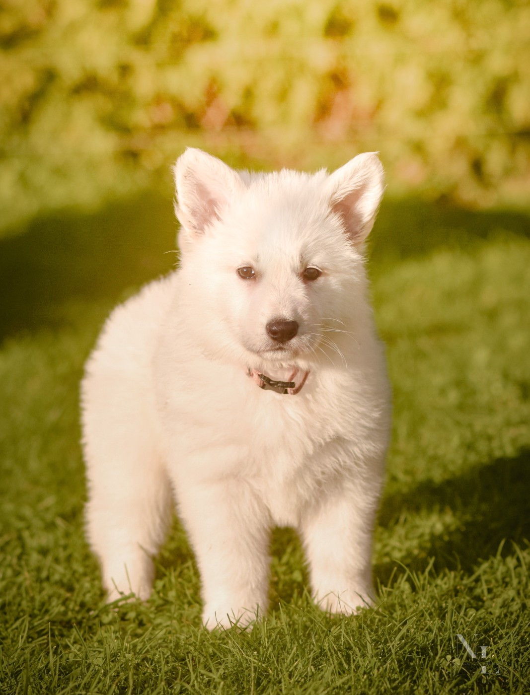 Des Rubis De L'Eternité - Chiots disponibles - Berger Blanc Suisse