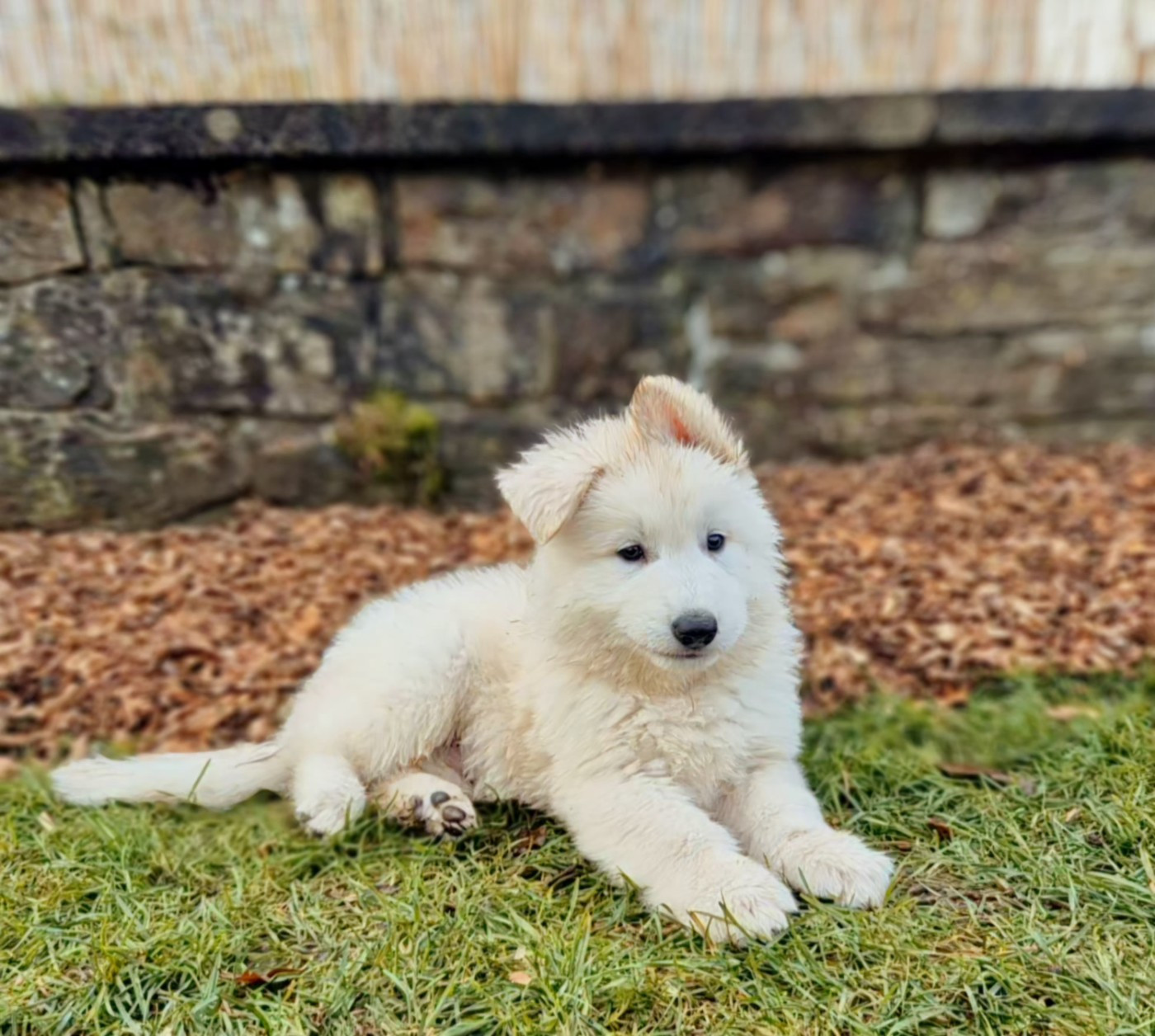 Des Rubis De L'Eternité - Berger Blanc Suisse - Portée née le 29/10/2025